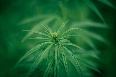 CBN vs. CBG: Ein Vergleich der Cannabinoide und ihrer jeweiligen Einflüsse